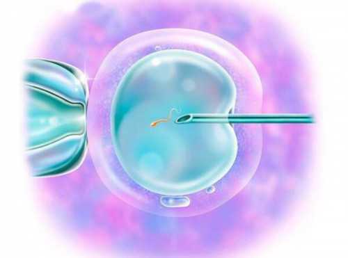 厦门冷冻卵子厦门冷冻卵子多少钱