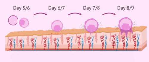 试管长方案卵泡监测：解锁好孕的关键方法与重要性